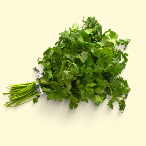 Cilantro / per bundle (bun.)