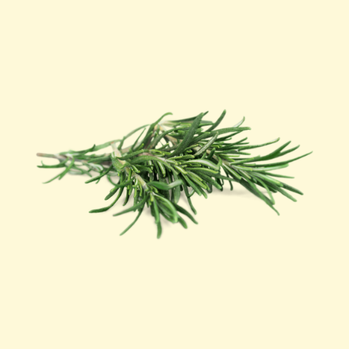 Rosemary / per bundle (bun.)